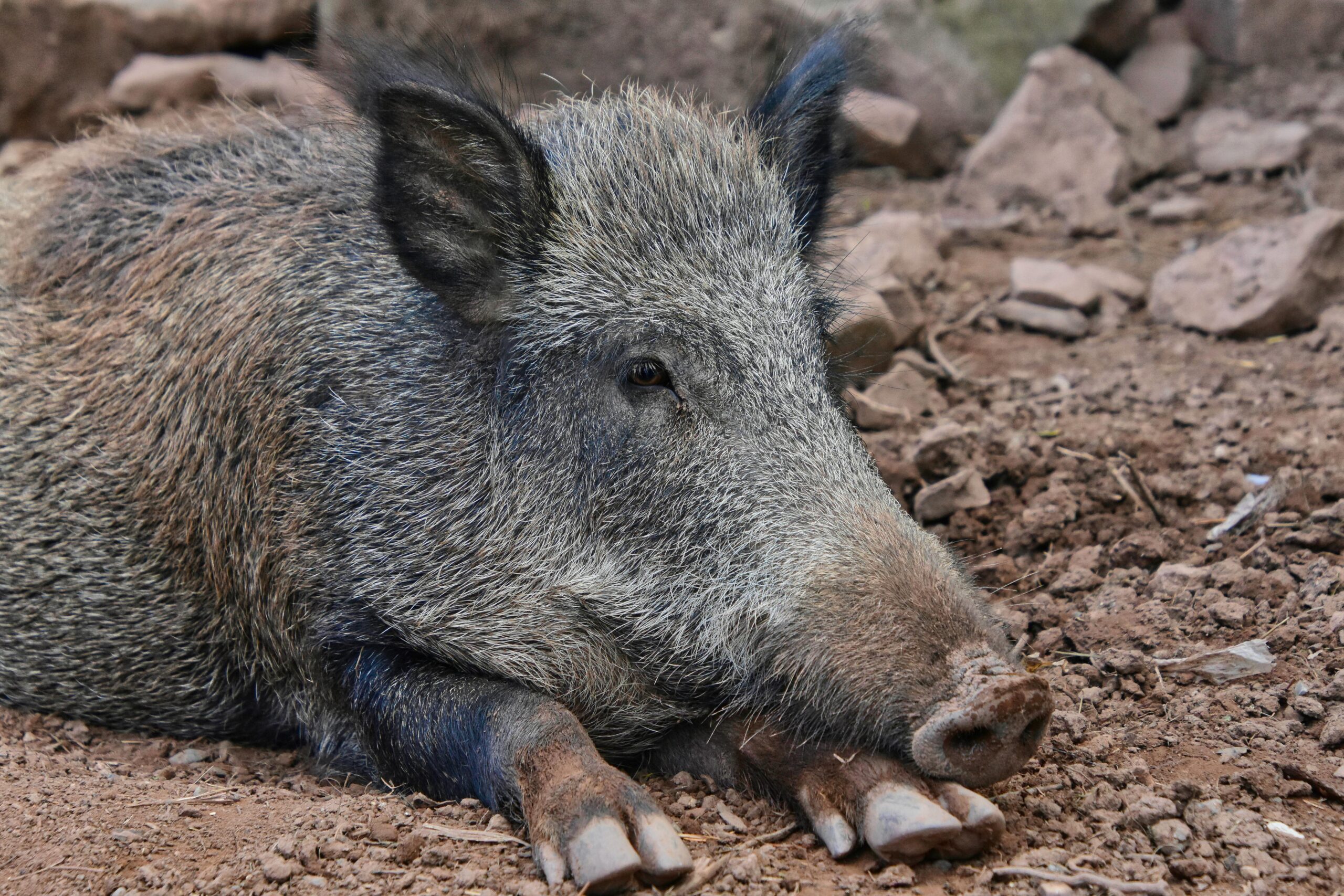 cinghiale indicativa libera